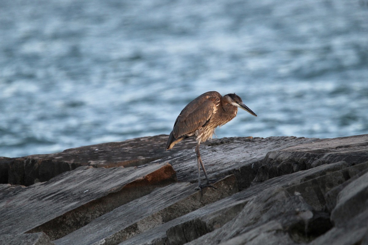 Great Blue Heron - Corey Wagner