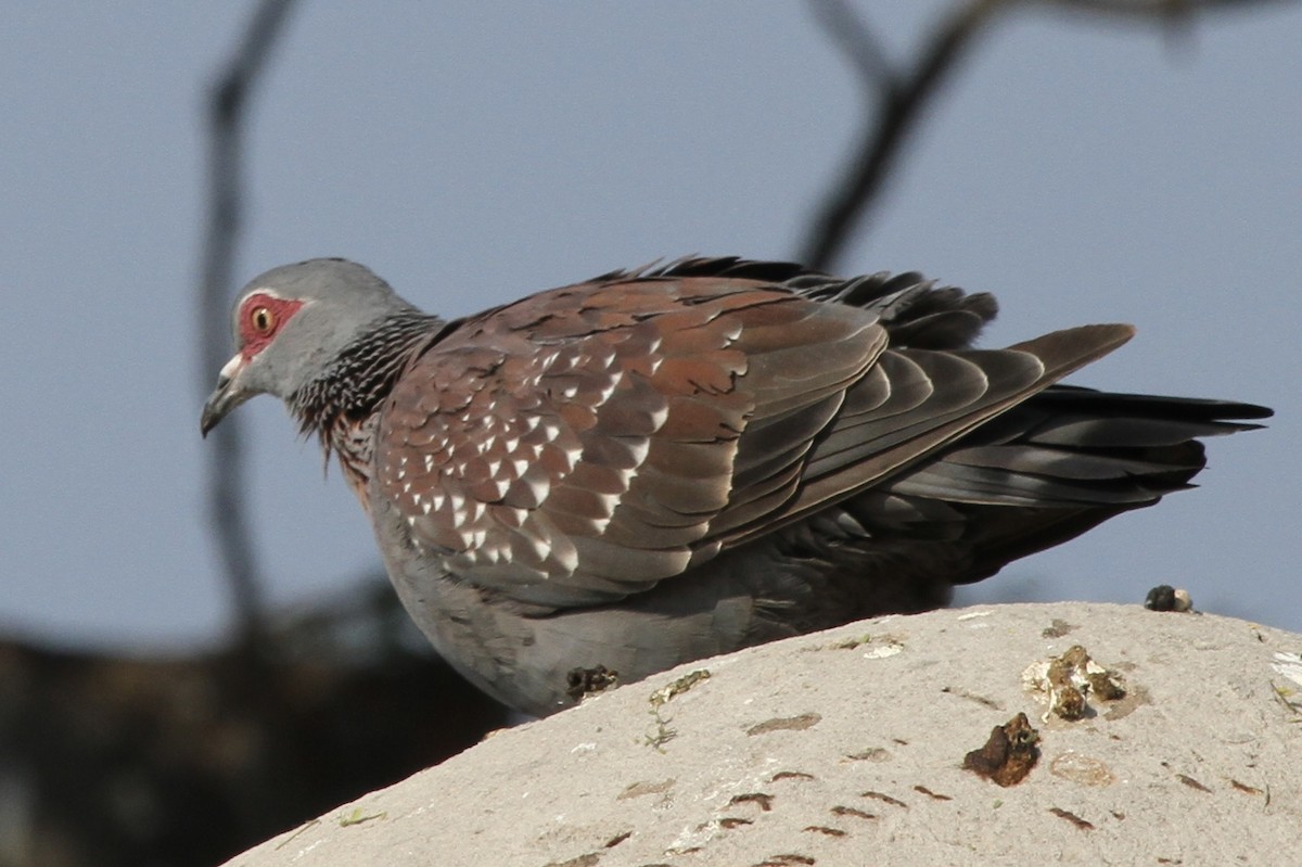 Speckled Pigeon - ML382056761