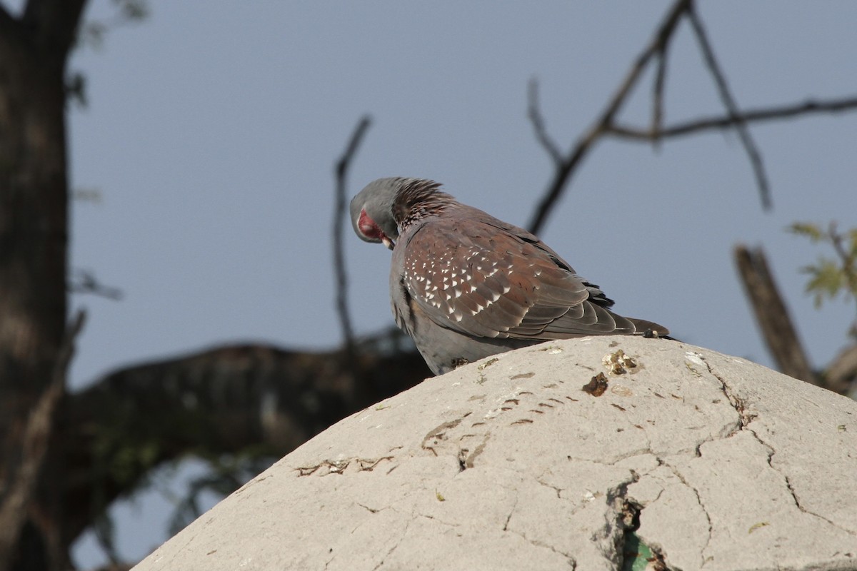 Speckled Pigeon - ML382056781