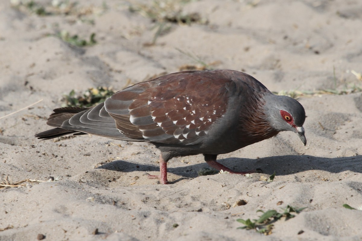 Speckled Pigeon - ML382056791