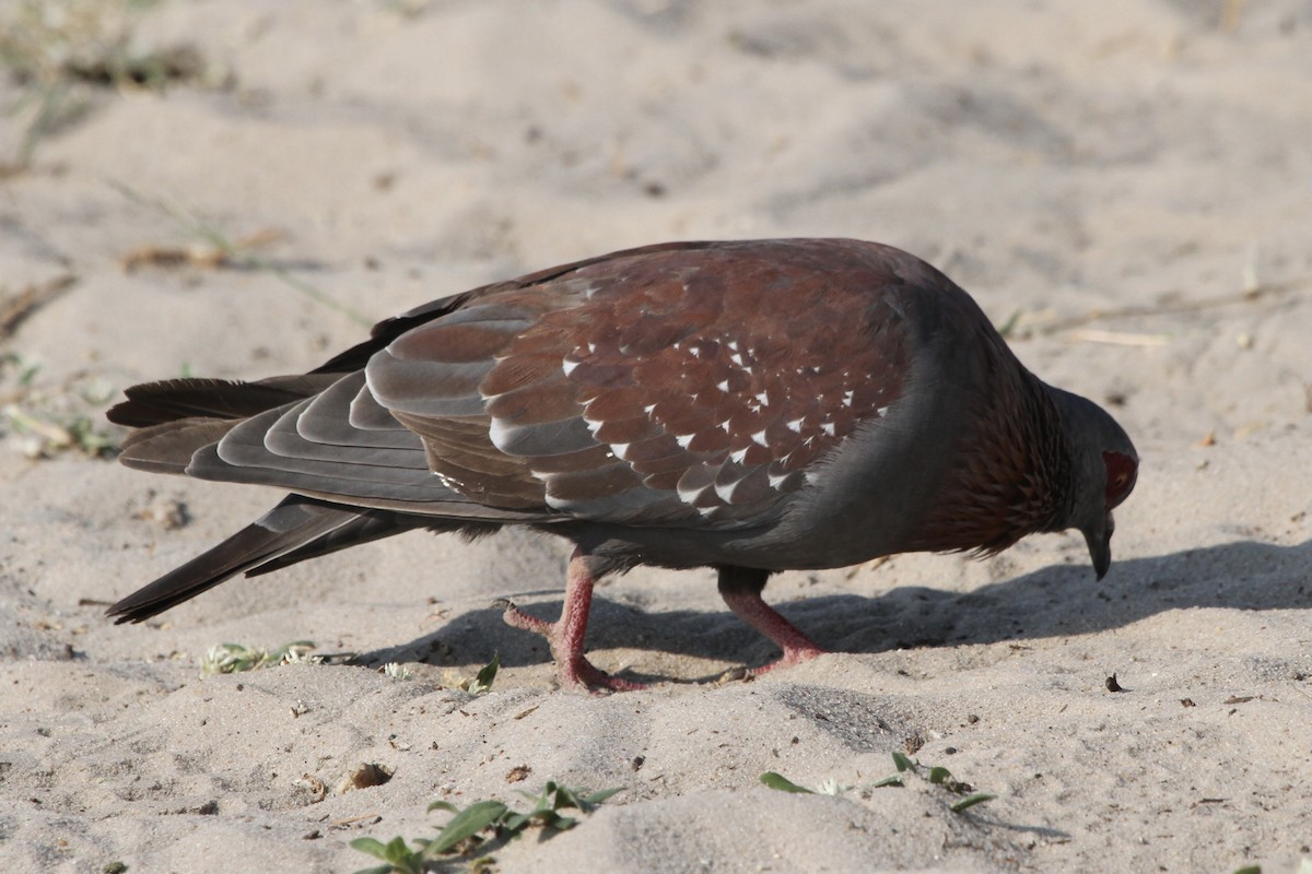Speckled Pigeon - ML382056821