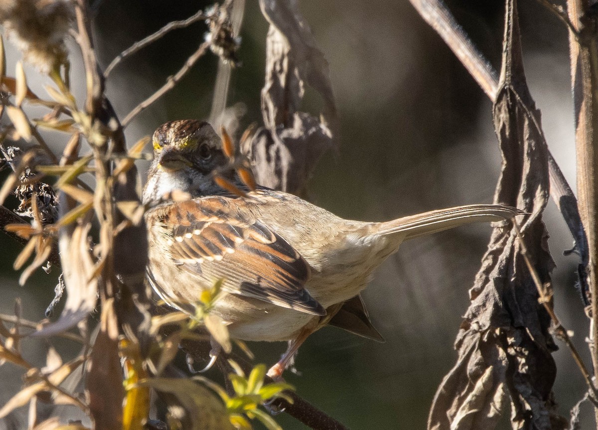 White-throated Sparrow - ML382057261