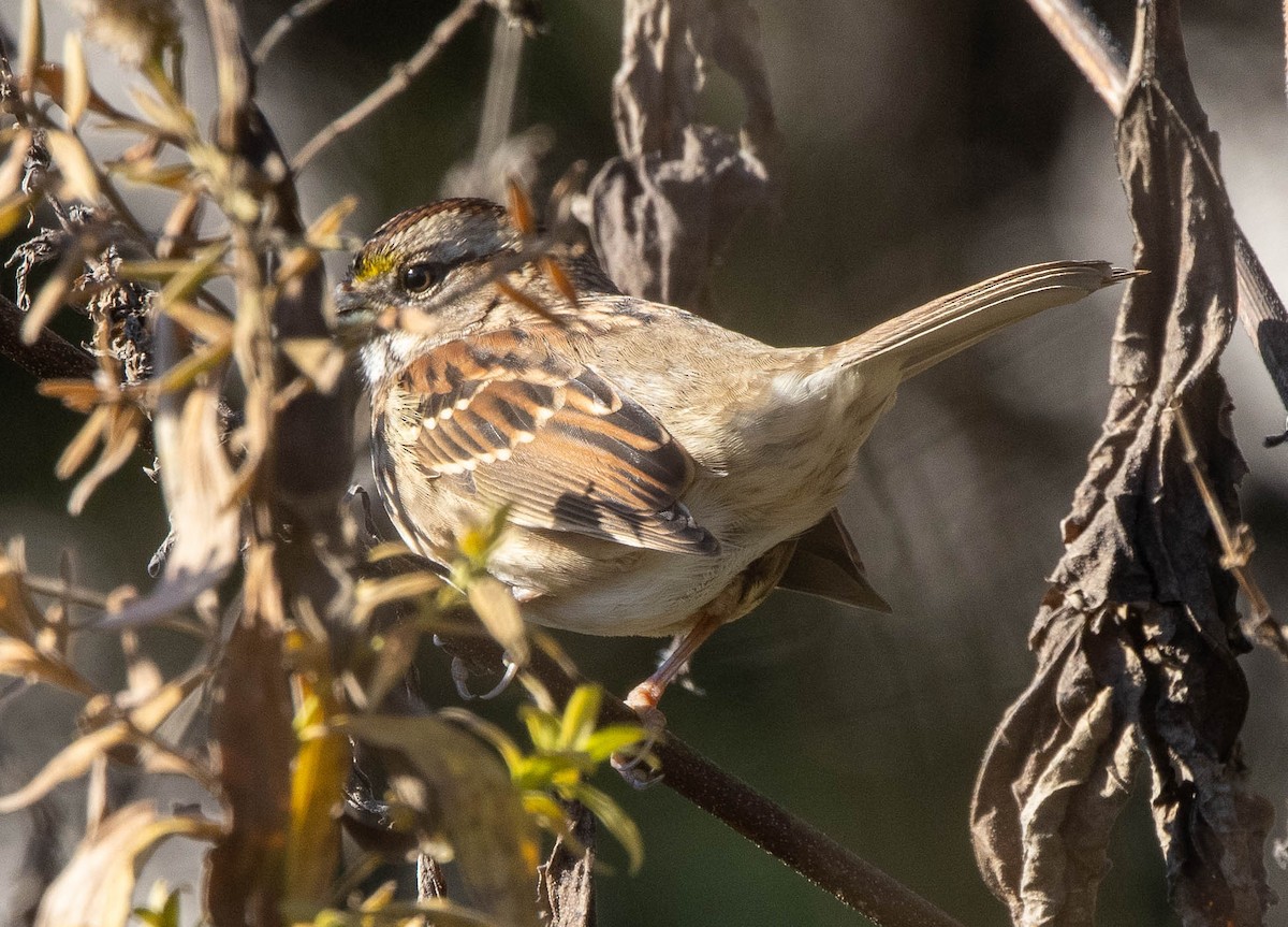 White-throated Sparrow - ML382057271