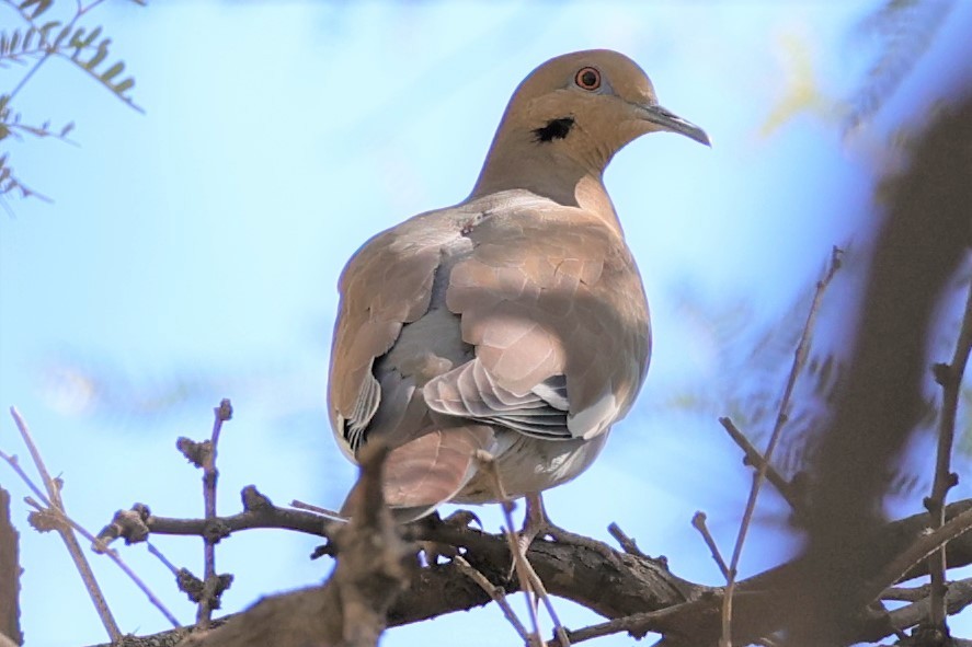 White-winged Dove - Gail DeLalla