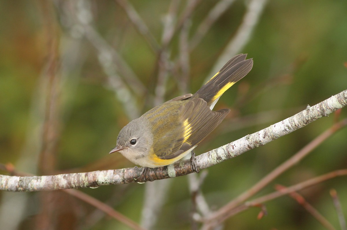 American Redstart - Jeremiah Trimble