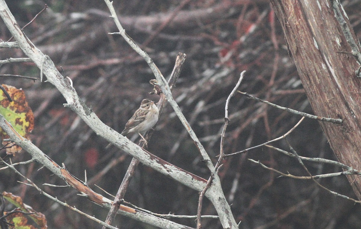 Clay-colored Sparrow - ML38206871
