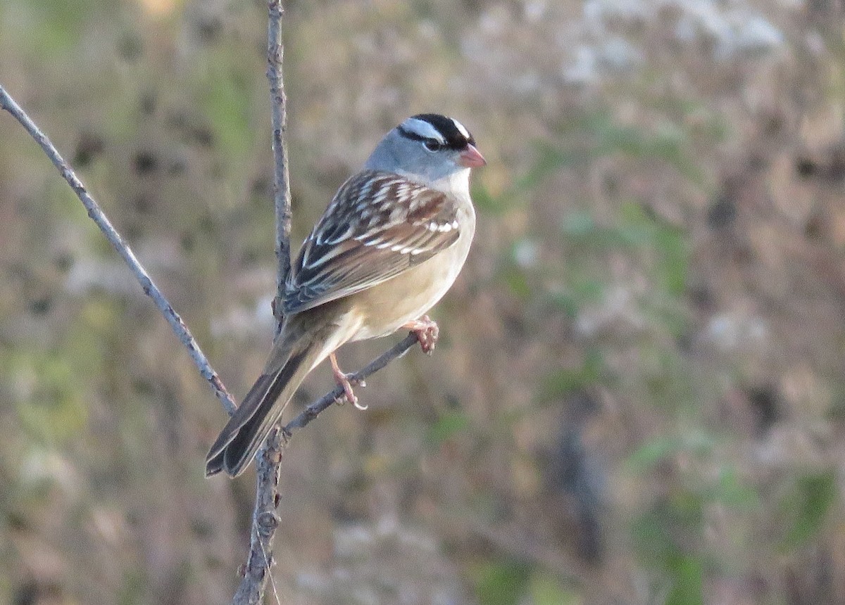 White-crowned Sparrow - ML382072621