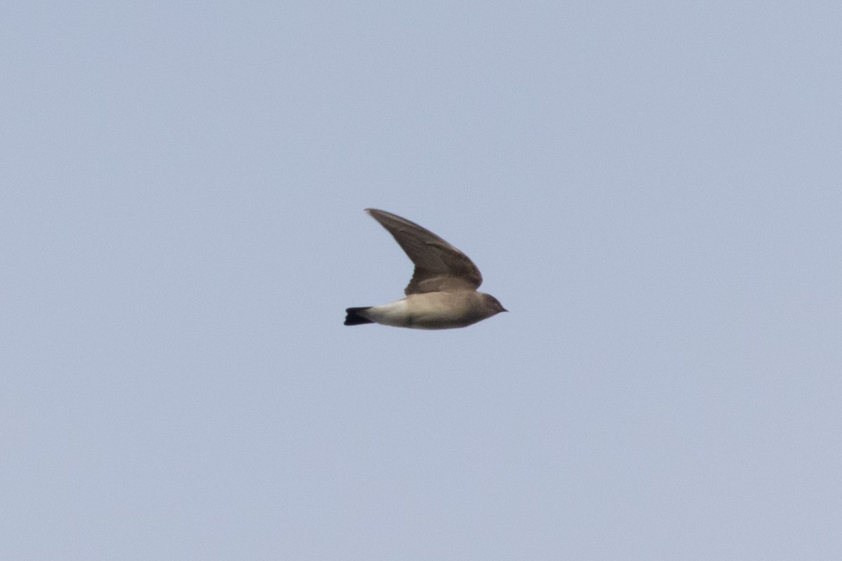 Northern Rough-winged Swallow - ML382072961