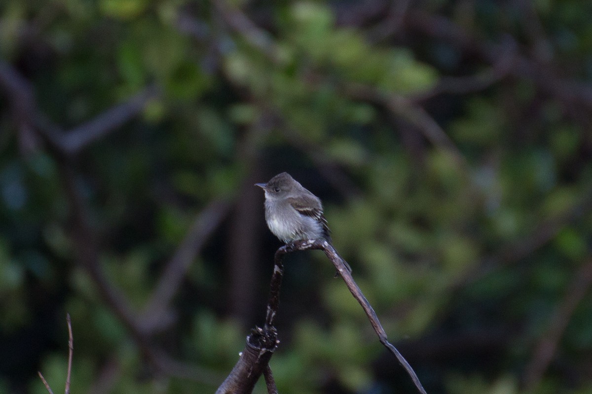 Eastern Wood-Pewee - Francis Canto Jr
