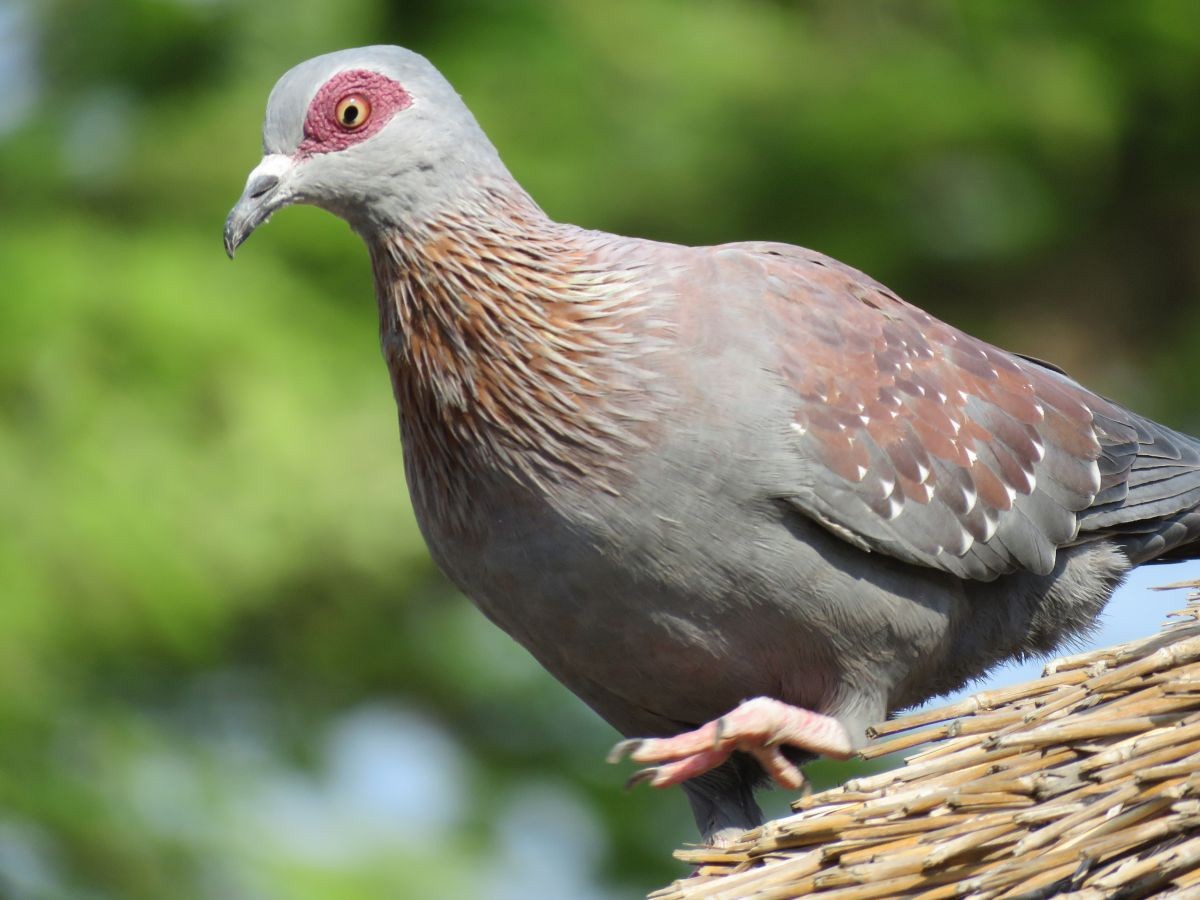 Speckled Pigeon - Chris Butler