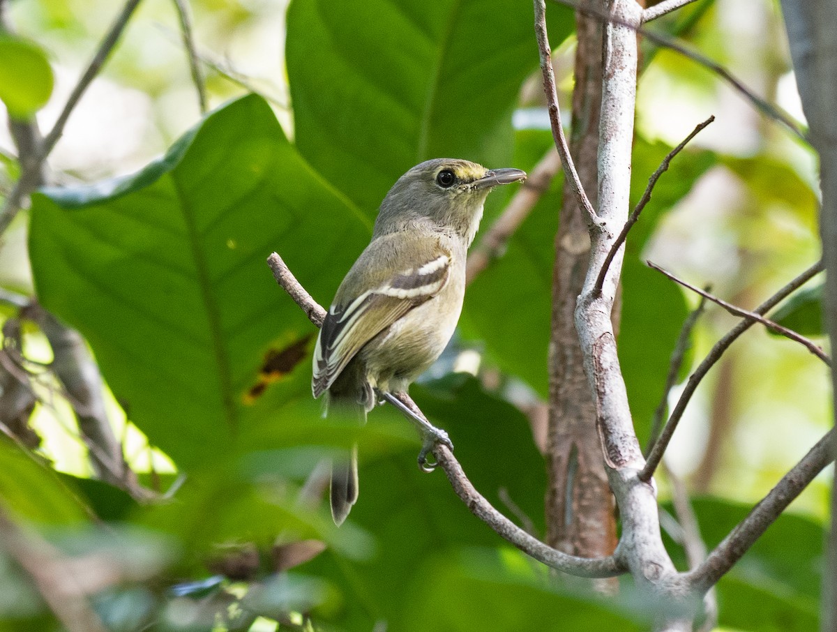 Thick-billed Vireo - ML382083051