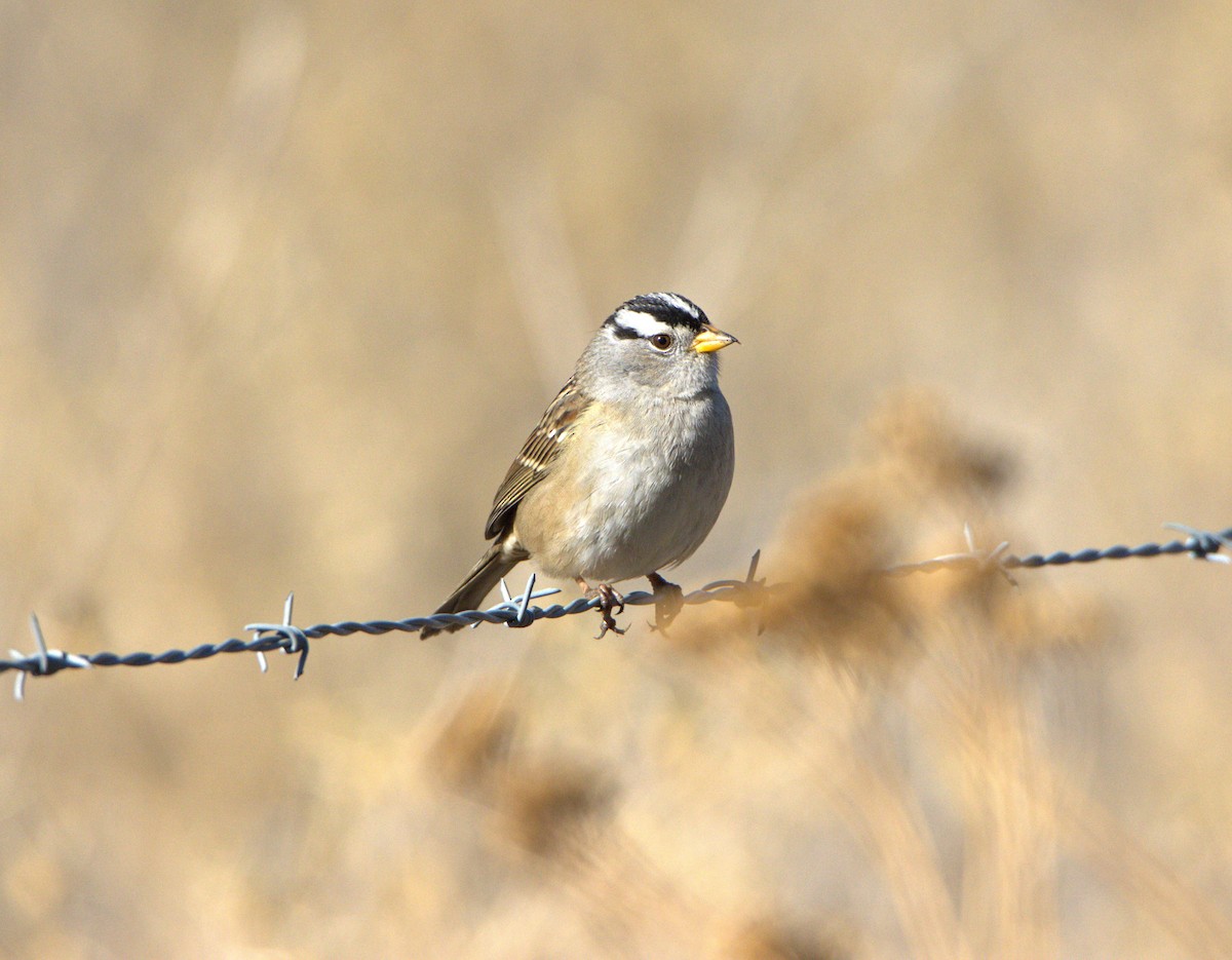 White-crowned Sparrow - Tim Hoo