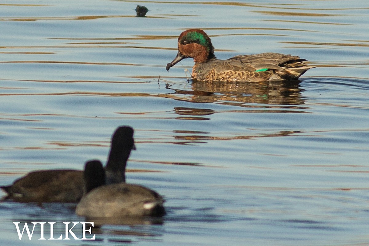 Green-winged Teal - ML38209811