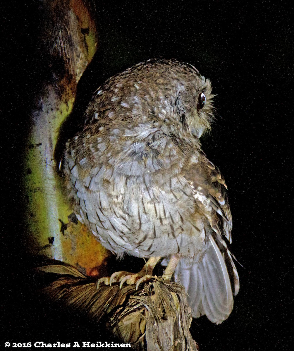 Bare-legged Owl - ML38210001