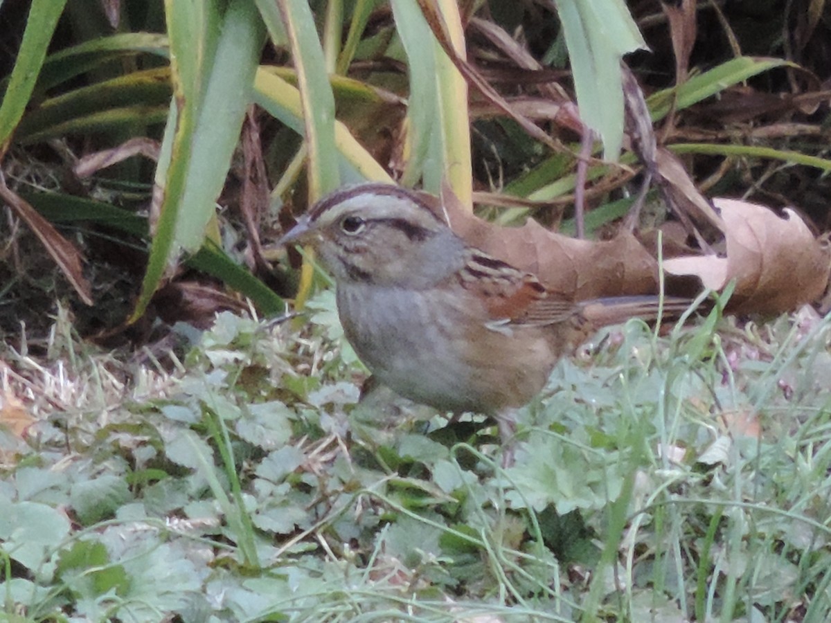 Swamp Sparrow - ML382103151