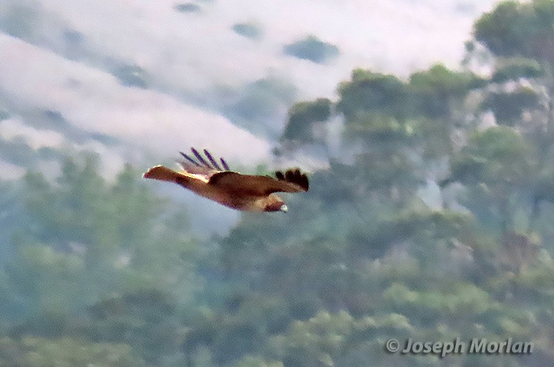 Red-tailed Hawk - ML382104721