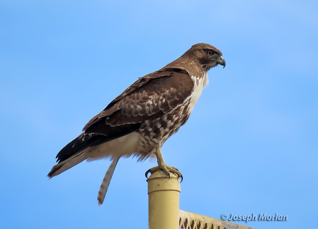 Red-tailed Hawk - ML382104741