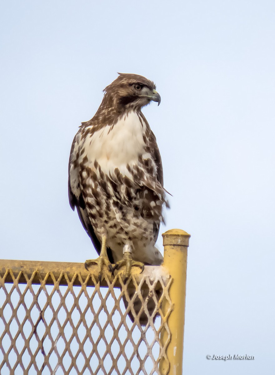 Red-tailed Hawk - ML382104761