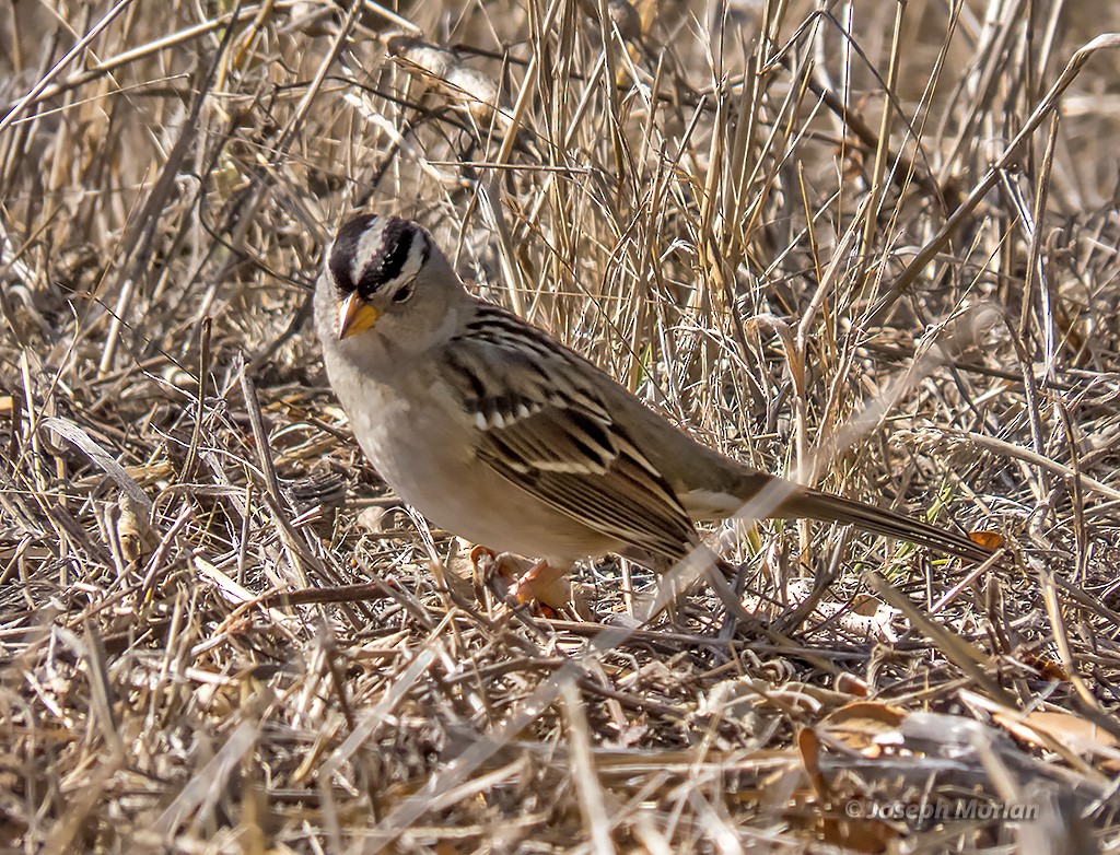 White-crowned Sparrow - ML382105011