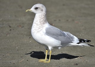 Short-billed Gull