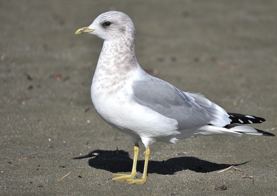 Short-billed Gull