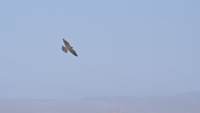 Peregrine Falcon (North American) - ML382116441