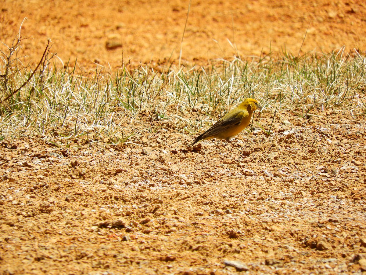 Greater Yellow-Finch - ML382121781