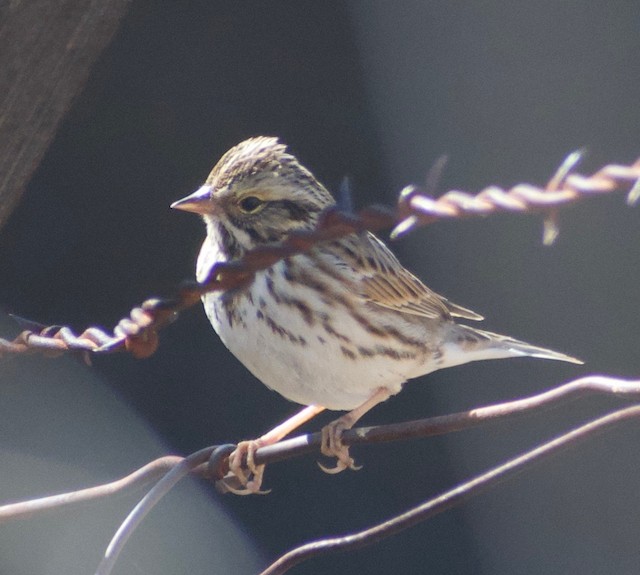 Savannah Sparrow (Savannah)
