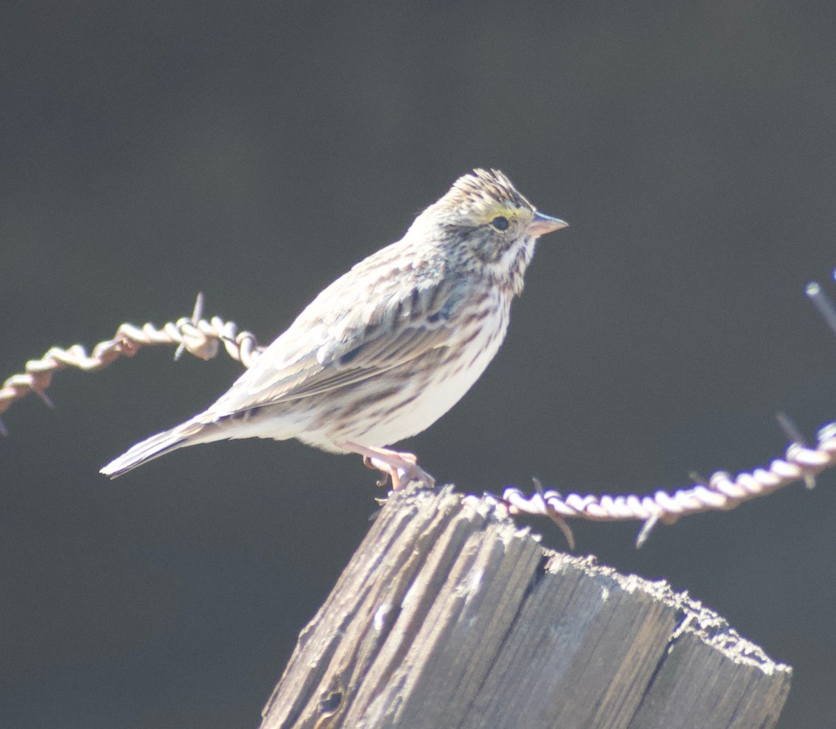 Savannah Sparrow (Savannah) - Asher Perla