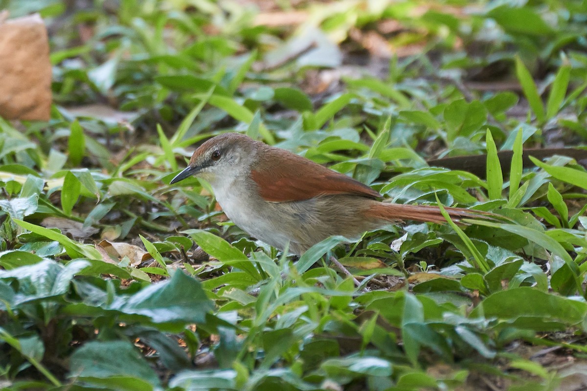 Yellow-chinned Spinetail - ML382128461