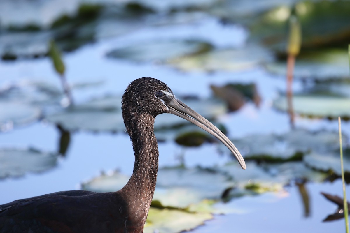 ibis hnědý - ML382130091