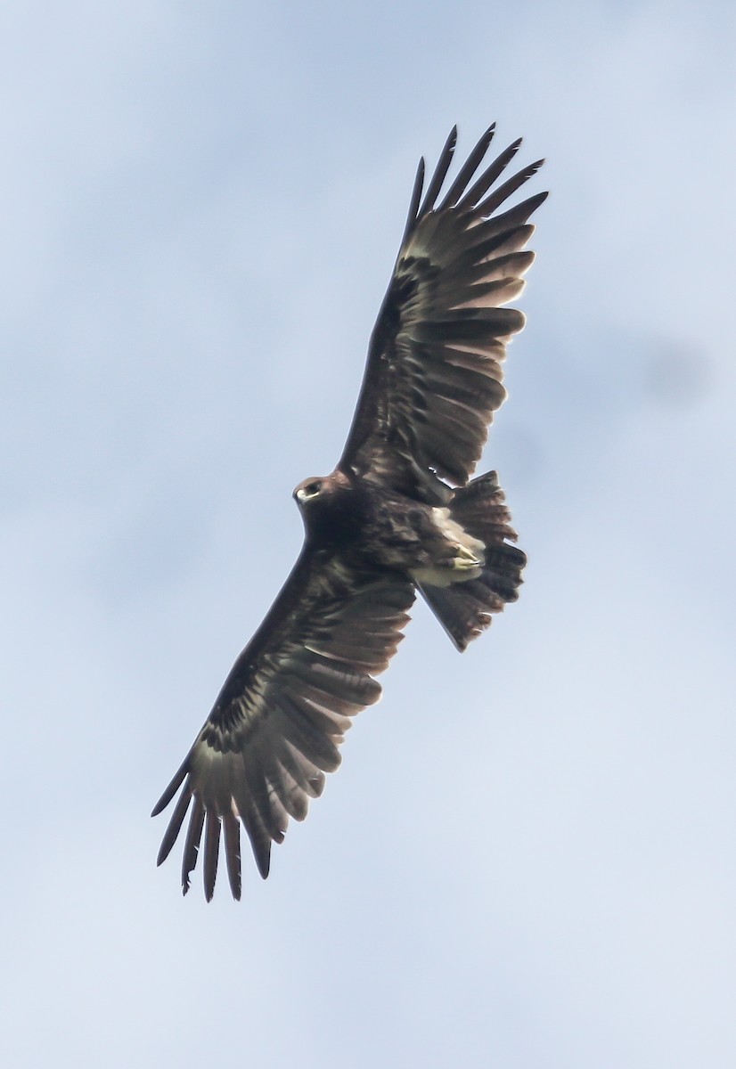 Greater Spotted Eagle - Krishnamoorthy Muthirulan