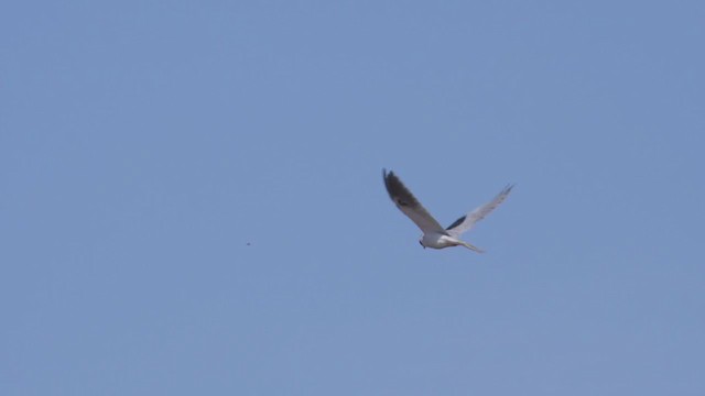 White-tailed Kite - ML382140931