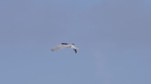 White-tailed Kite - ML382140971