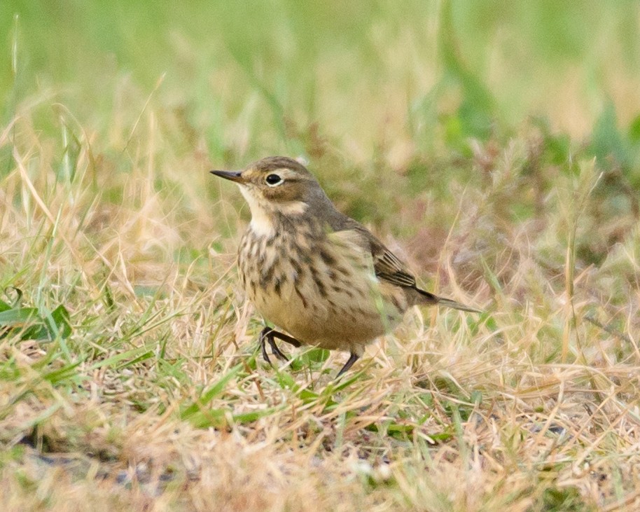 American Pipit - Shayna Marchese