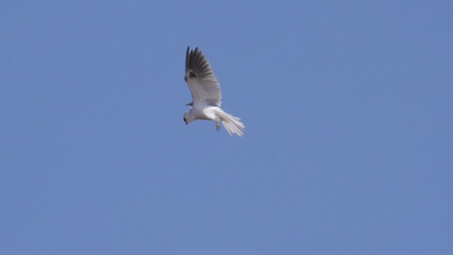 White-tailed Kite - ML382141931