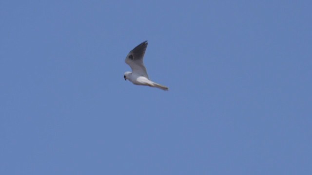 White-tailed Kite - ML382141951