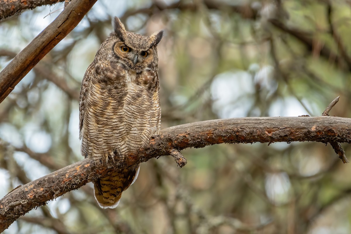 Great Horned Owl - ML382145271