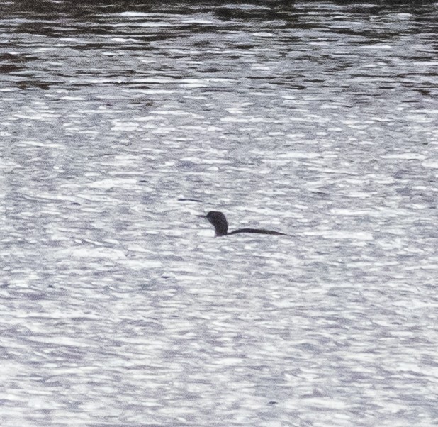 Red-throated Loon - Austin Schuver