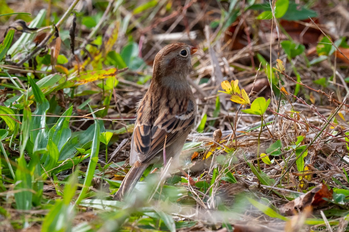 Field Sparrow - ML382158431