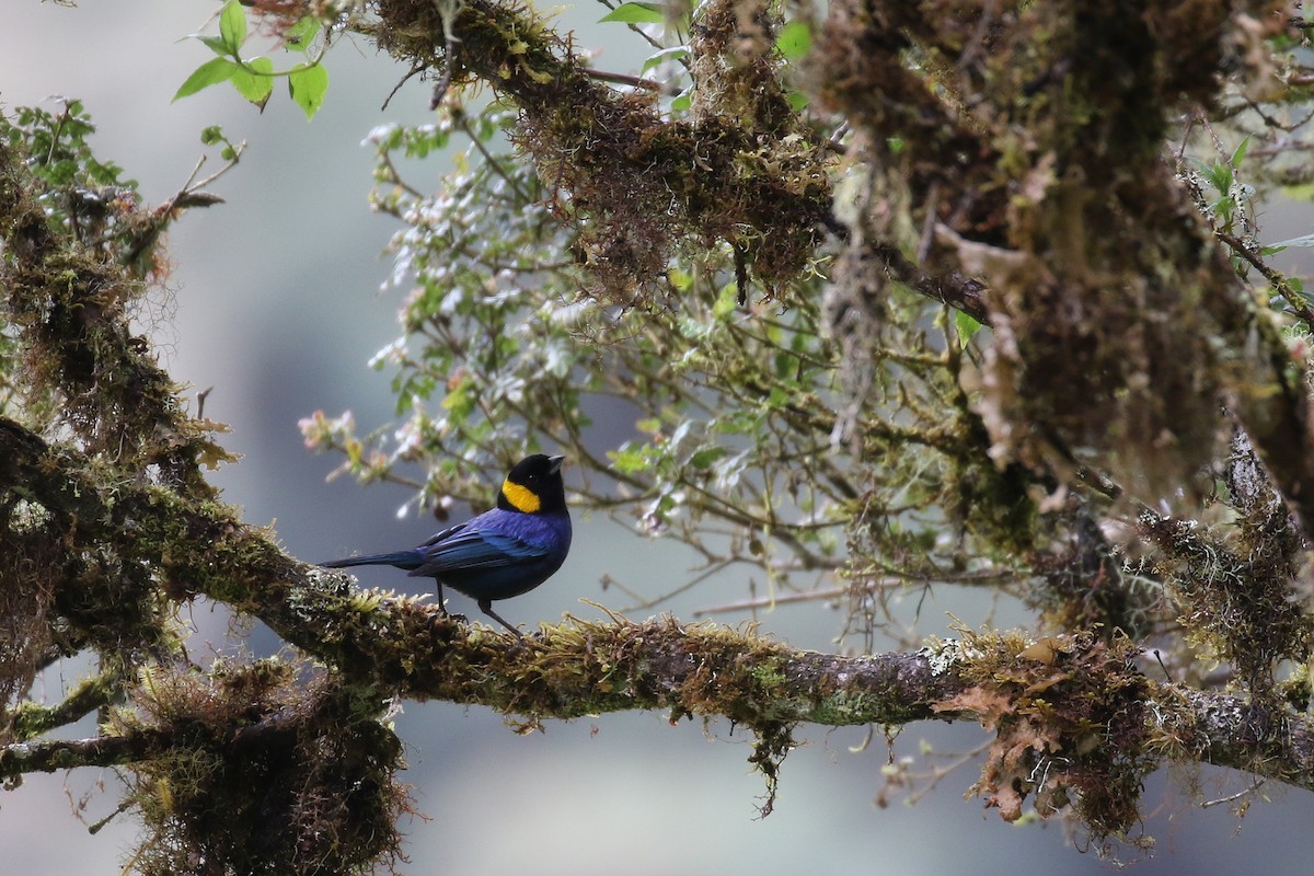 Yellow-scarfed Tanager - ML38216061