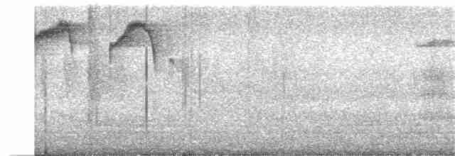 Тиран-крихітка золотогузий - ML382163561