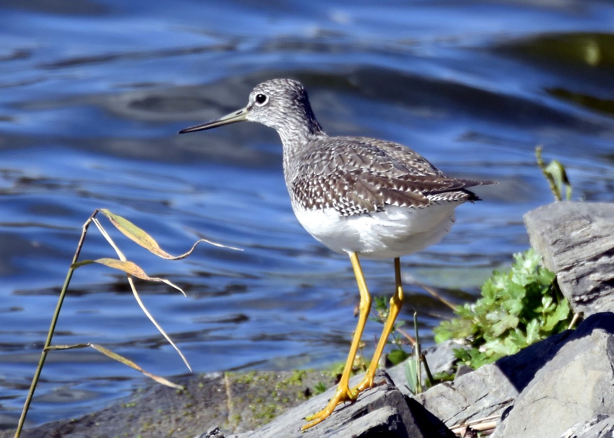 Greater Yellowlegs - Roger and Kathryn Frieden