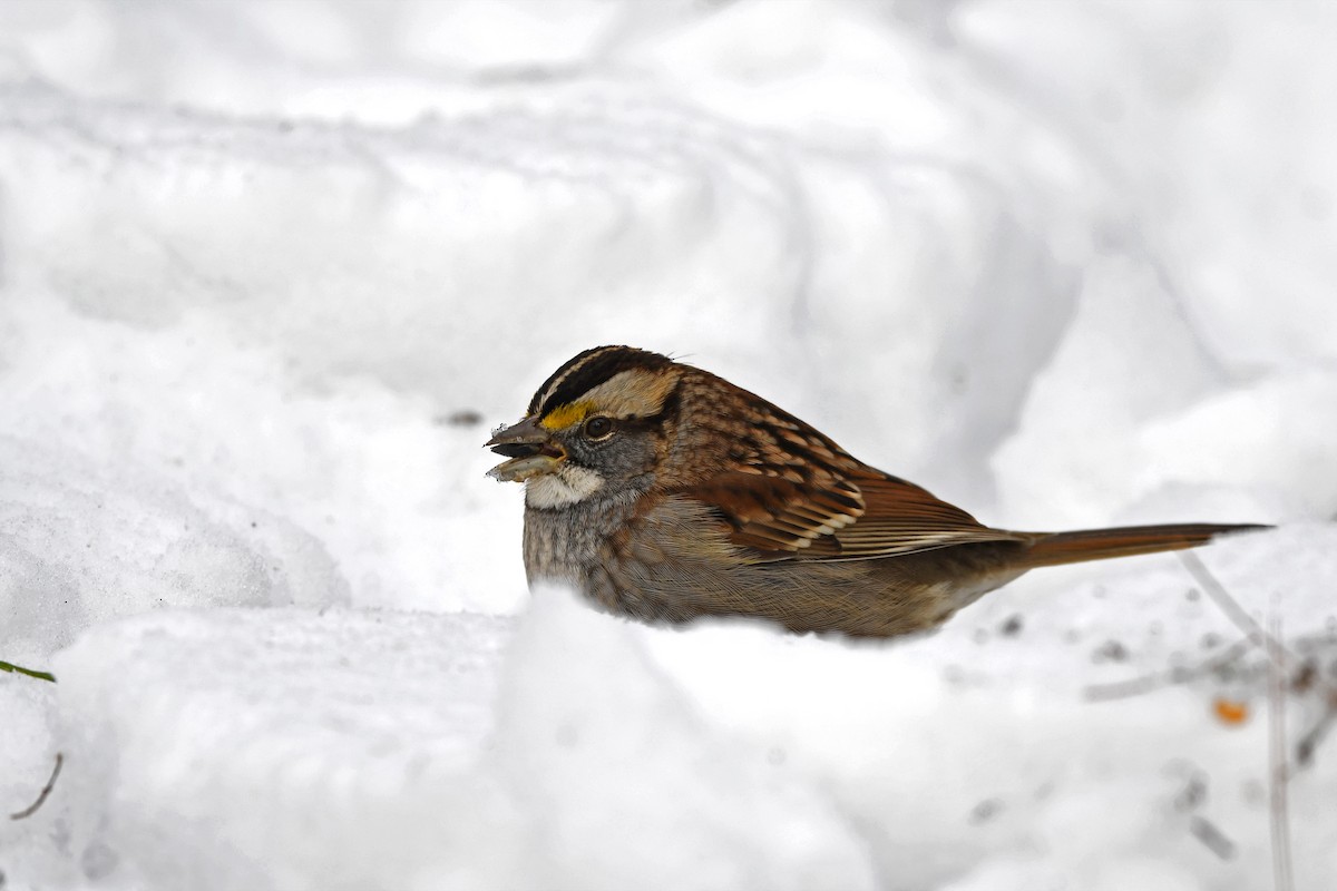 White-throated Sparrow - ML382167451