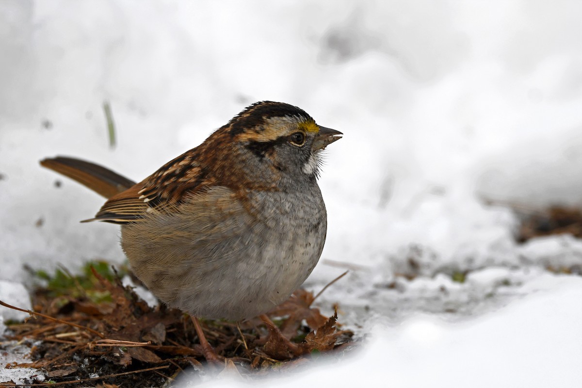 White-throated Sparrow - ML382167461