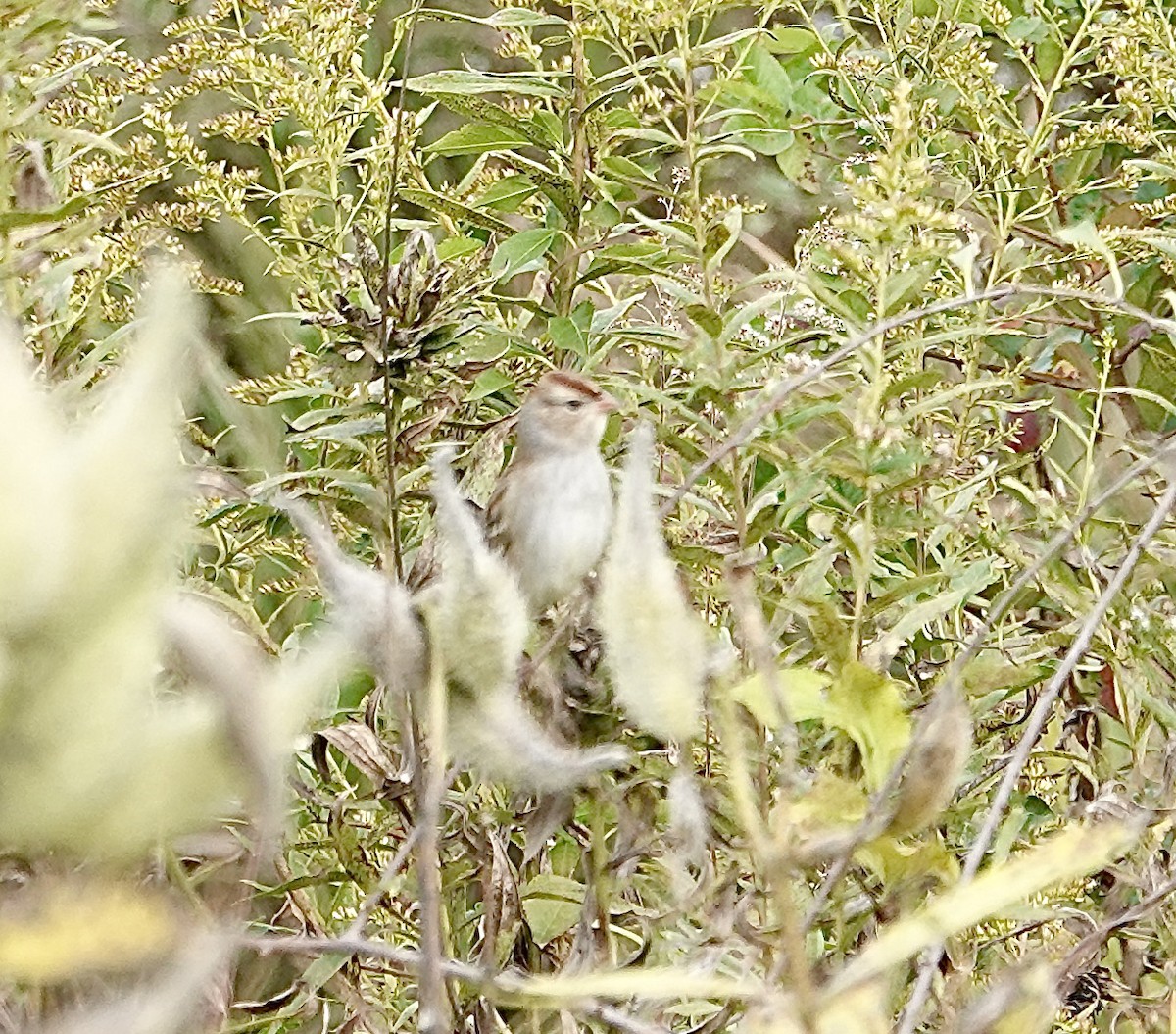 White-crowned Sparrow - ML382167541
