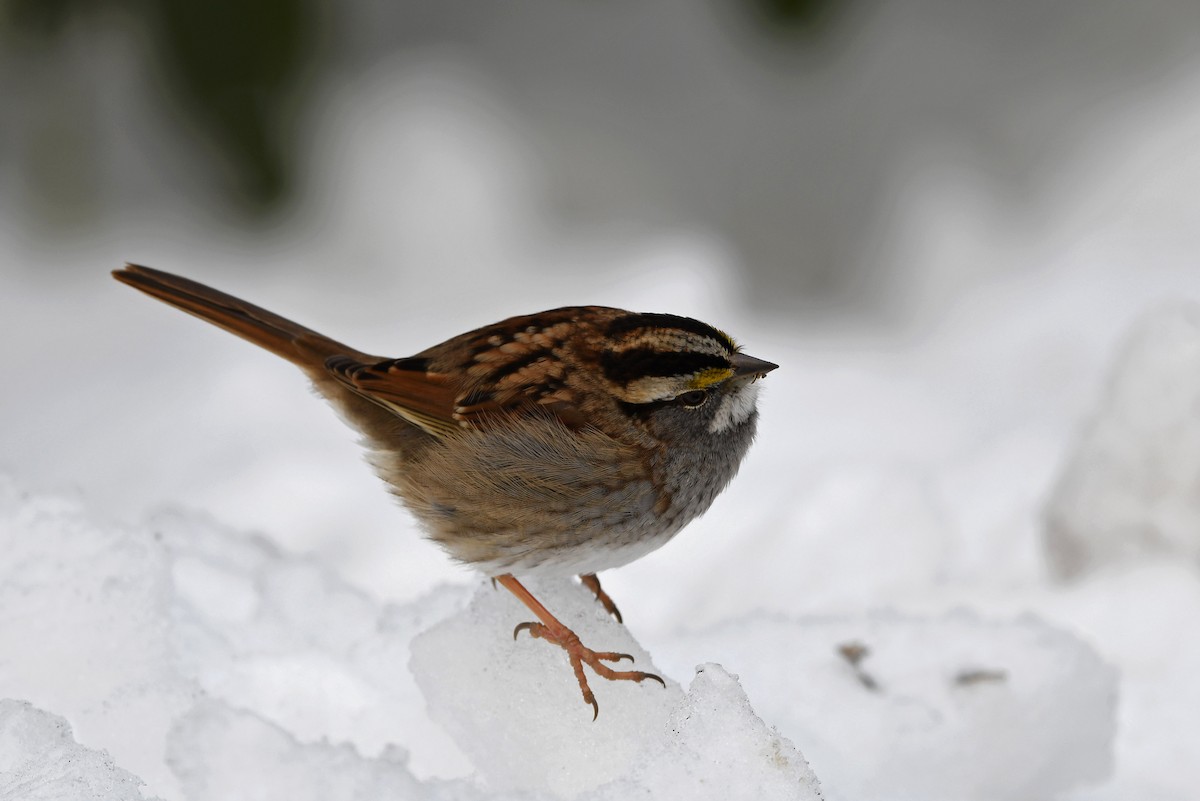 White-throated Sparrow - ML382170731