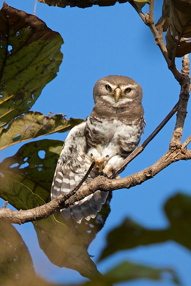 Forest Owlet - ML382173381