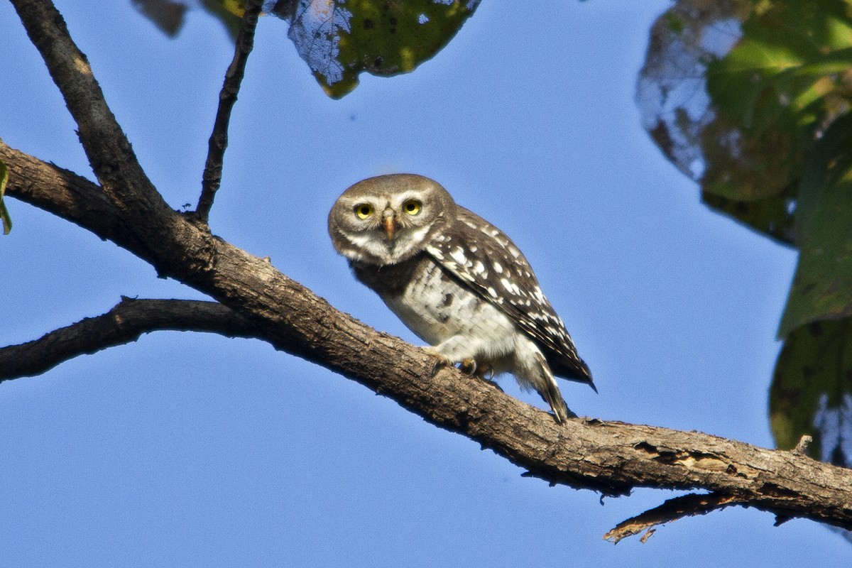 Forest Owlet - Arpit Bansal