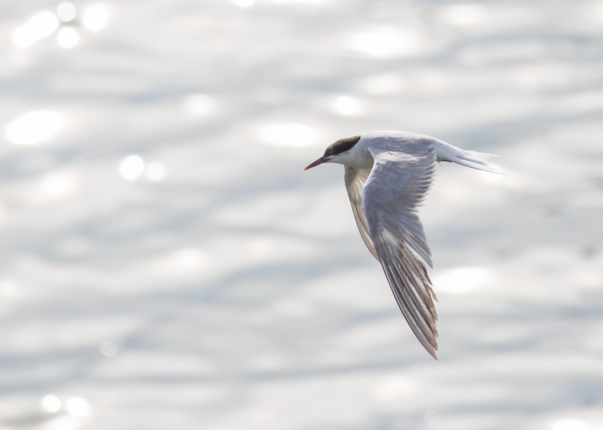 Common Tern - Darren Clark